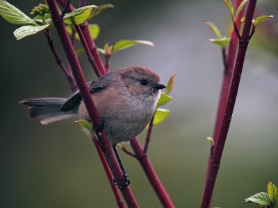 Awbird P3302428.jpg