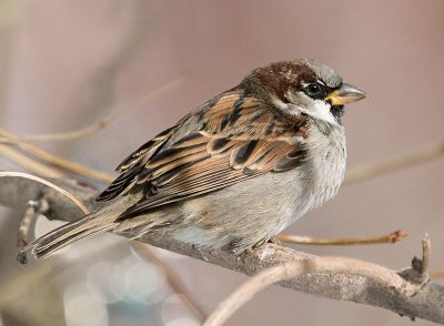 finches_and_sparrows