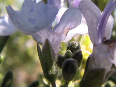 sx10_9.JPG