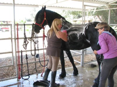 Mane and tail detangle.