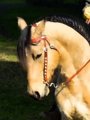 One of Linda's bridle creations