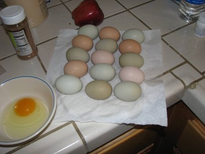 eggs_3337.jpg