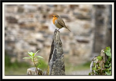 Robin on the Wall