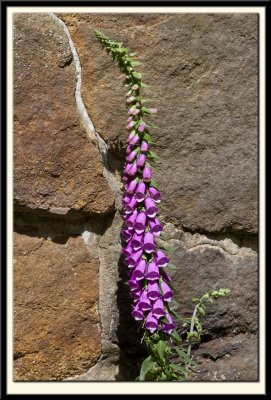 Foxglove