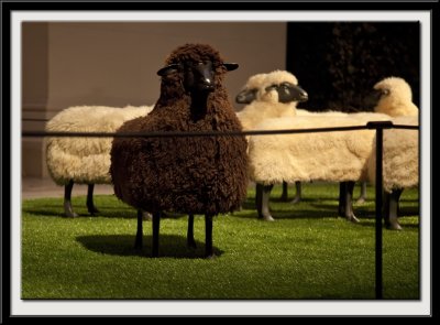 Troupeau de moutons, 1965