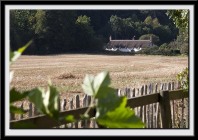 Thatched Cottages in the Woods