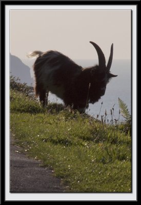 Goat contre-jour