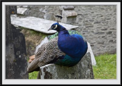 Churchyard Peacock
