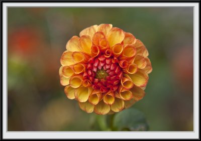 Dahlia in the Walled Garden