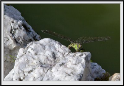 Dragonfly in the Victorian Garden