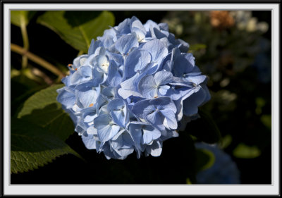 Hydrangea in the sun