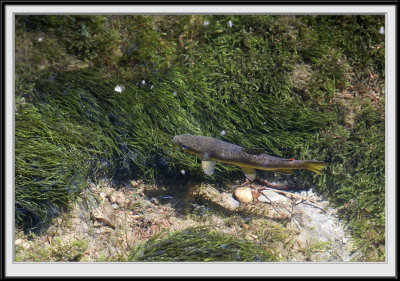A fish in the River Lyd