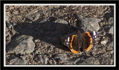 Red Admiral in the evening sun.