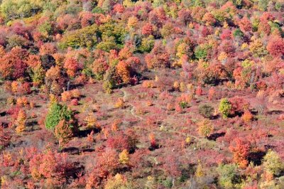 Graveyard Fields 8