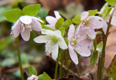 Big Creek Wildflowers 5