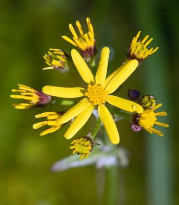 Ragwort