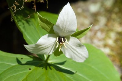 White Wake Robin Trillium