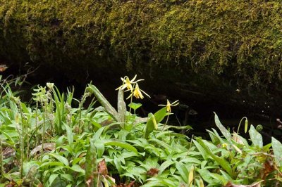 Trout Lily 1