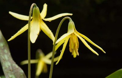 Trout Lily 2