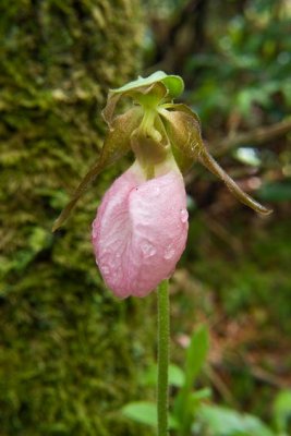 Pink Lady Slippers 6