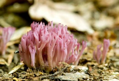 Violet-branched Coral Fungus
