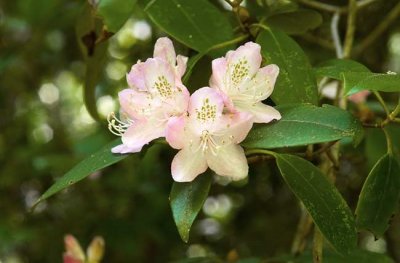 Carolina Rhododendron