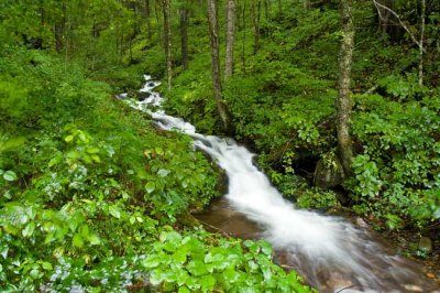 Big Ivy, Pisgah Forest 8