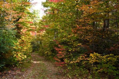 Pisgah National Forest 8