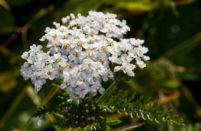 Yarrow