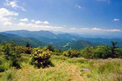 Roan Mountain 8