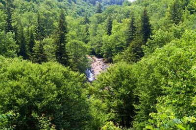 June 19 - Bubbling Spring Branch Cascades & others