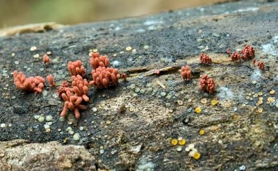 Carnival Candy Slime Mold