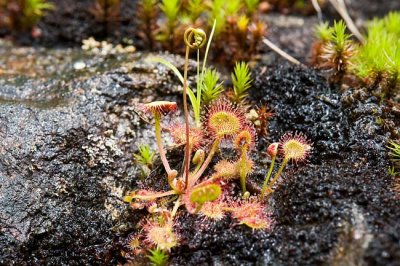 Roundleaf Sundew 2