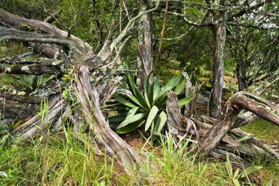 Eva Russell Chandler Heritage Preserve 11