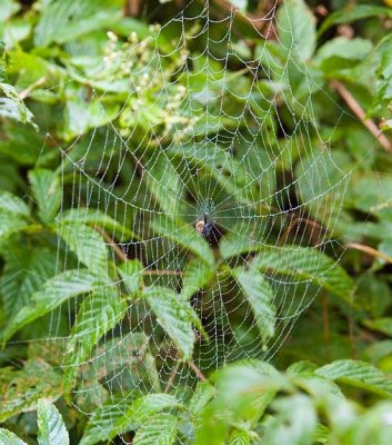 Spider Web