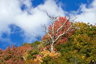 Blue Ridge Parkway Fall Color 3