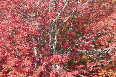 Blue Ridge Parkway Fall Color 14