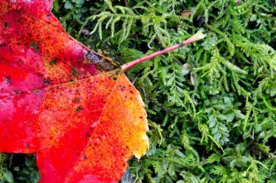 Red Leaf on Moss