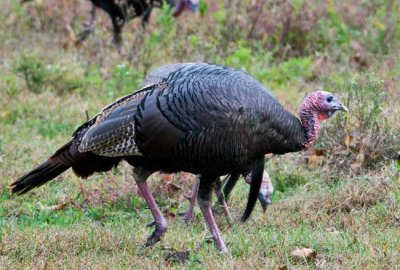 Cades Cove Day 2 - 18