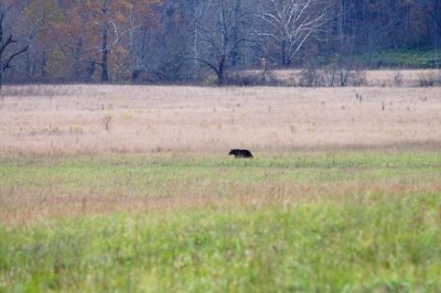 Cades Cove Day 2 - 19