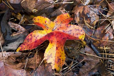 Cades Cove Day 4 - 16