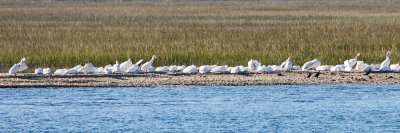 Cumberland Island 5