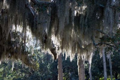 Cumberland Island 10