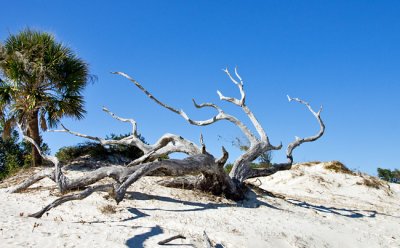 Cumberland Island 17