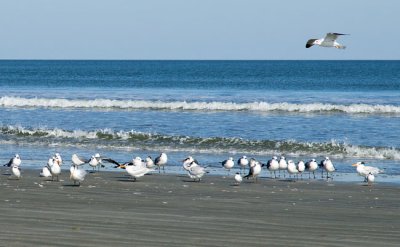 Cumberland Island 18