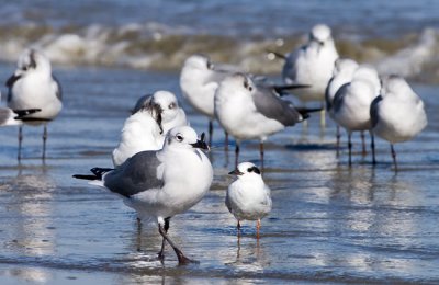 Cumberland Island 20