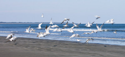 Cumberland Island 21