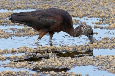 Winter Adult Glossy Ibis