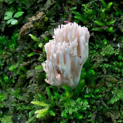 Coral Fungus 7