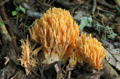 Coral Fungus 8